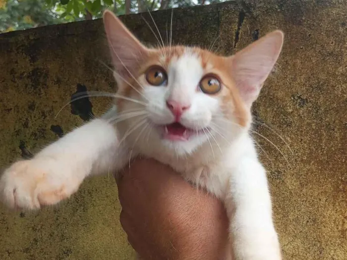 Gato raça Angorá idade Abaixo de 2 meses nome Sem nome 