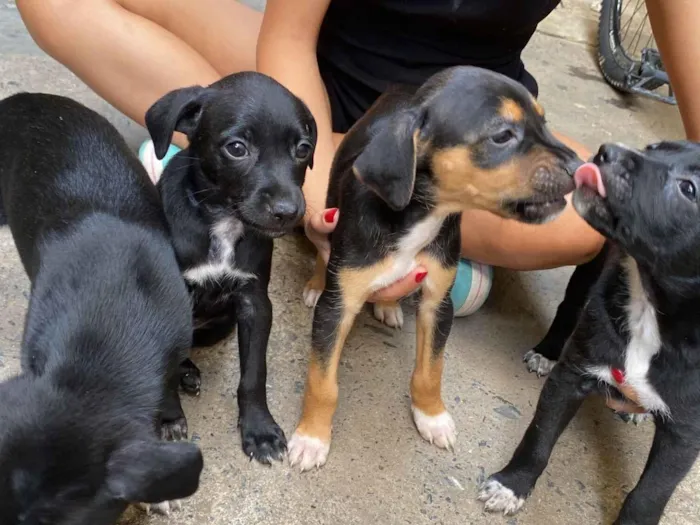 Cachorro raça SRD-ViraLata idade Abaixo de 2 meses nome Sem nome