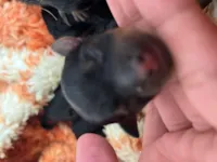 Cachorro raça Pinscher idade Abaixo de 2 meses nome Recém nascidos 