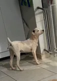 Cachorro raça SRD-ViraLata idade 1 ano nome Lila