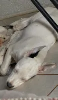 Cachorro raça SRD-ViraLata idade 1 ano nome Lila