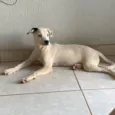 Cachorro raça SRD-ViraLata idade 1 ano nome Lila