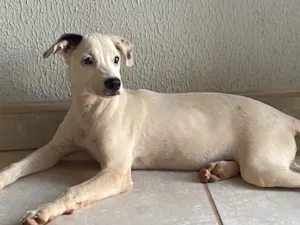 Cachorro raça SRD-ViraLata idade 1 ano nome Lila