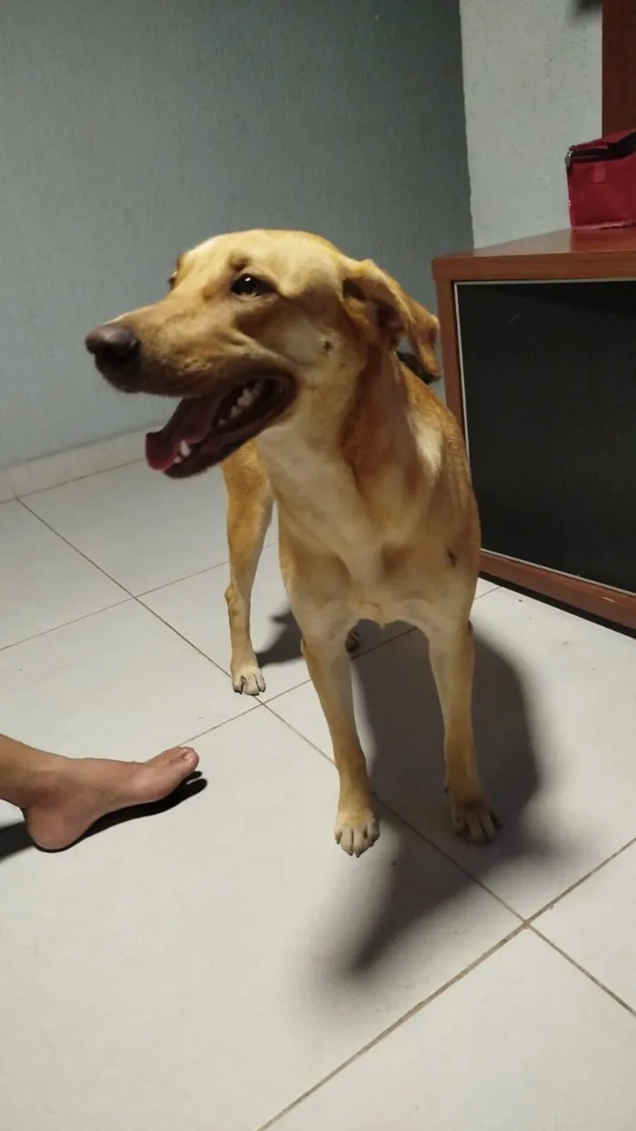 Cachorro raça SRD-ViraLata idade 1 ano nome Mel