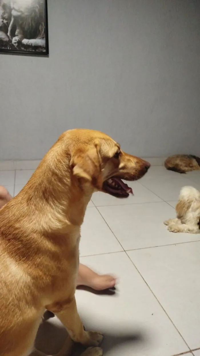Cachorro raça SRD-ViraLata idade 1 ano nome Mel