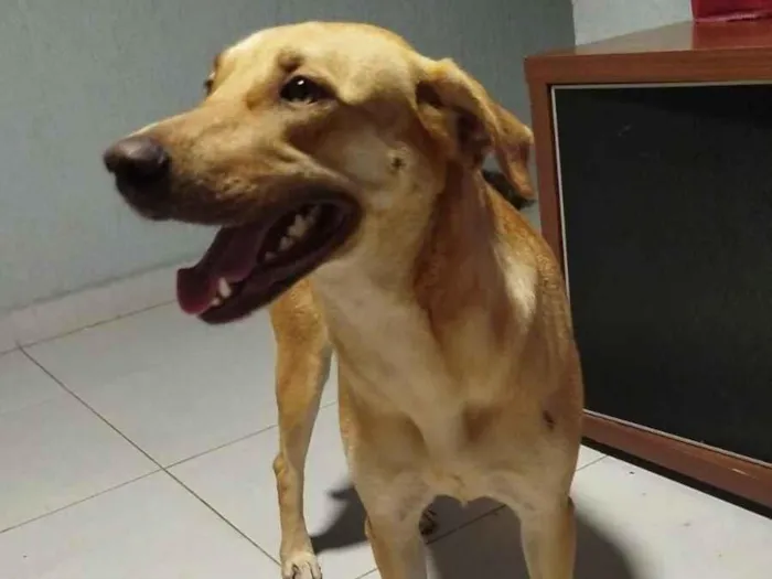 Cachorro raça SRD-ViraLata idade 1 ano nome Mel