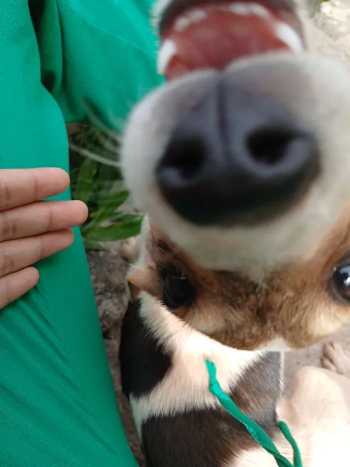 Cachorro raça SRD-ViraLata idade 2 a 6 meses nome Pitoco