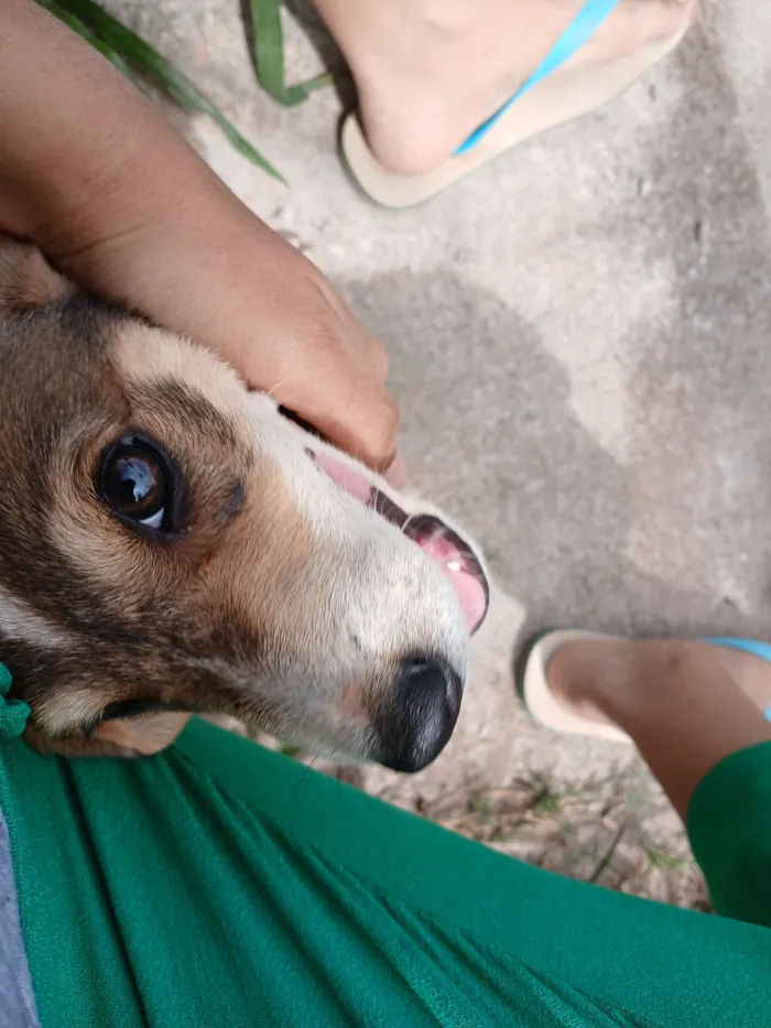 Cachorro raça SRD-ViraLata idade 2 a 6 meses nome Pitoco