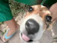 Cachorro raça SRD-ViraLata idade 2 a 6 meses nome Pitoco