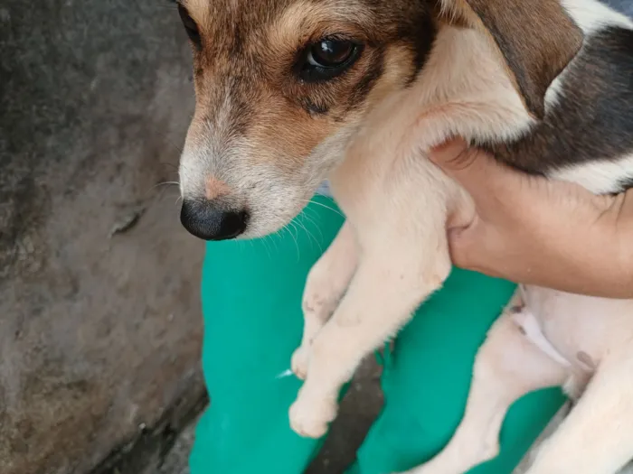 Cachorro raça SRD-ViraLata idade 2 a 6 meses nome Pitoco