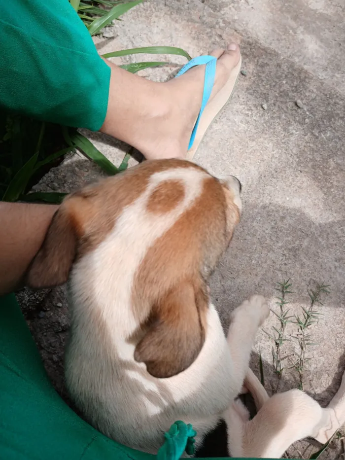 Cachorro raça SRD-ViraLata idade 2 a 6 meses nome Pitoco