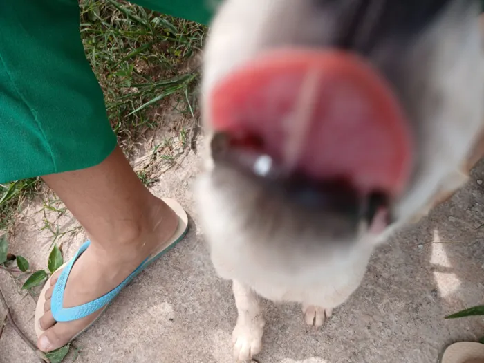 Cachorro raça SRD-ViraLata idade 2 a 6 meses nome Pitoco