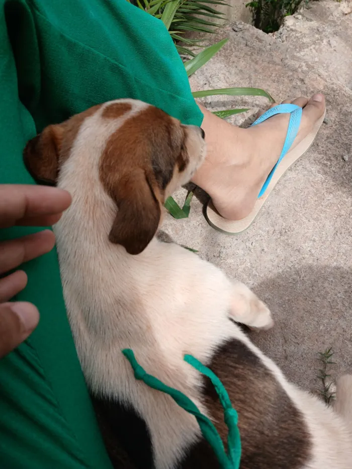 Cachorro raça SRD-ViraLata idade 2 a 6 meses nome Pitoco