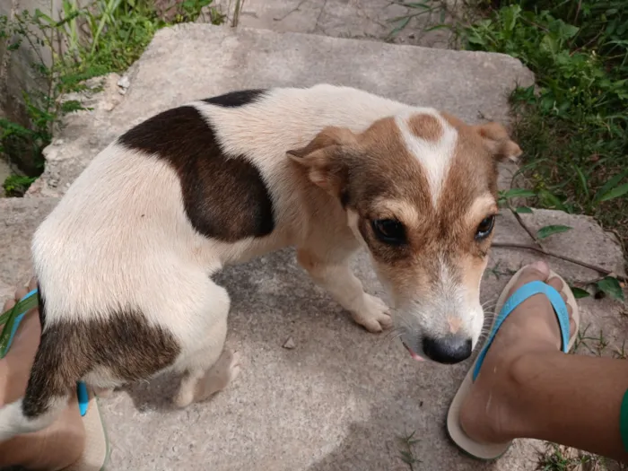 Cachorro raça SRD-ViraLata idade 2 a 6 meses nome Pitoco