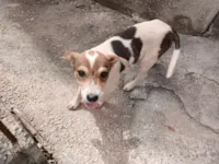 Cachorro raça SRD-ViraLata idade 2 a 6 meses nome Pitoco