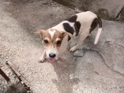 Cachorro raça SRD-ViraLata idade 2 a 6 meses nome Pitoco