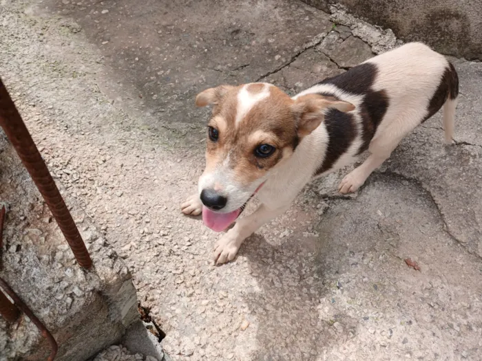 Cachorro raça SRD-ViraLata idade 2 a 6 meses nome Pitoco