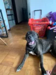 Cachorro raça Pit-Bull idade 4 anos nome ODIN