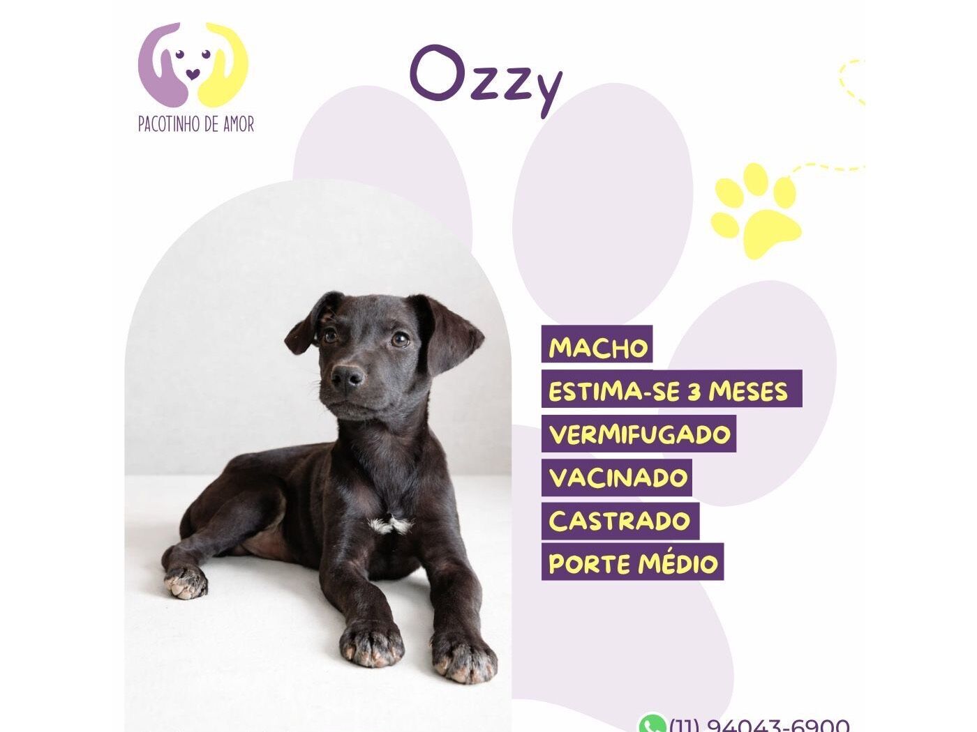 Cachorro raça SRD-ViraLata idade 2 a 6 meses nome Ozzy