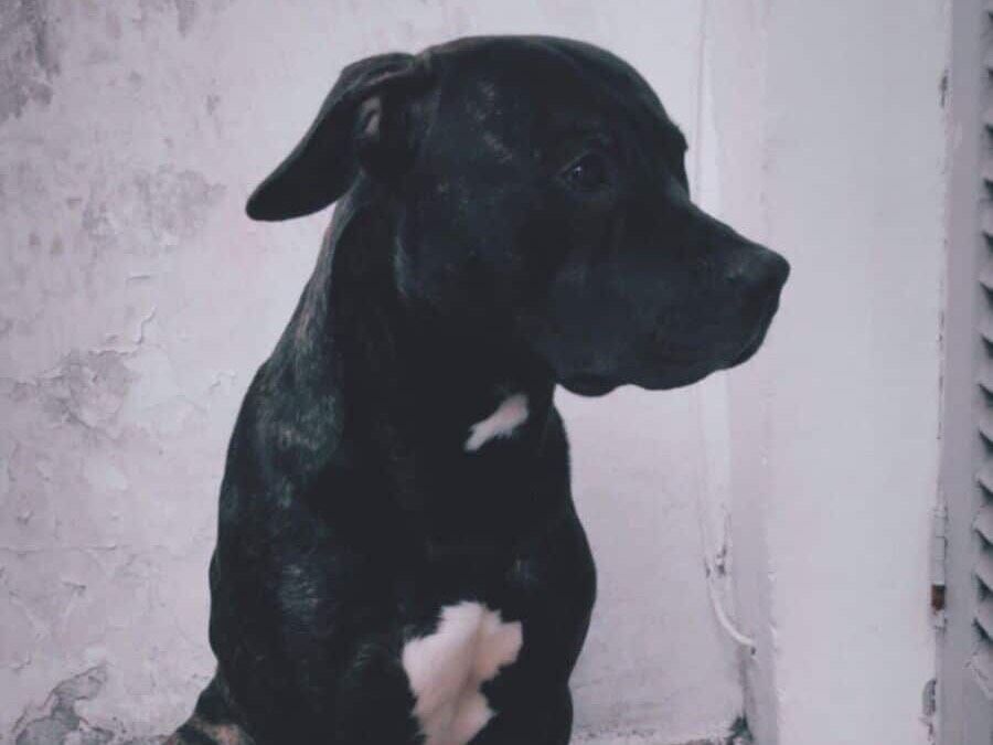 Cachorro raça Pit-Bull idade 4 anos nome ODIN