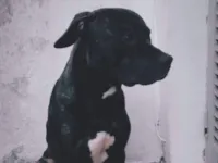 Cachorro raça Pit-Bull idade 4 anos nome ODIN