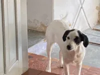 Cachorro raça SRD-ViraLata idade 1 ano nome Thyago Massao