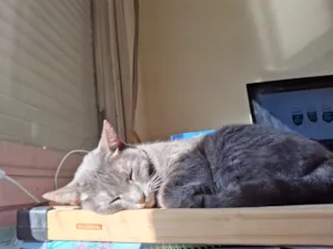 Gato raça SRD-ViraLata idade 5 anos nome Panqueca