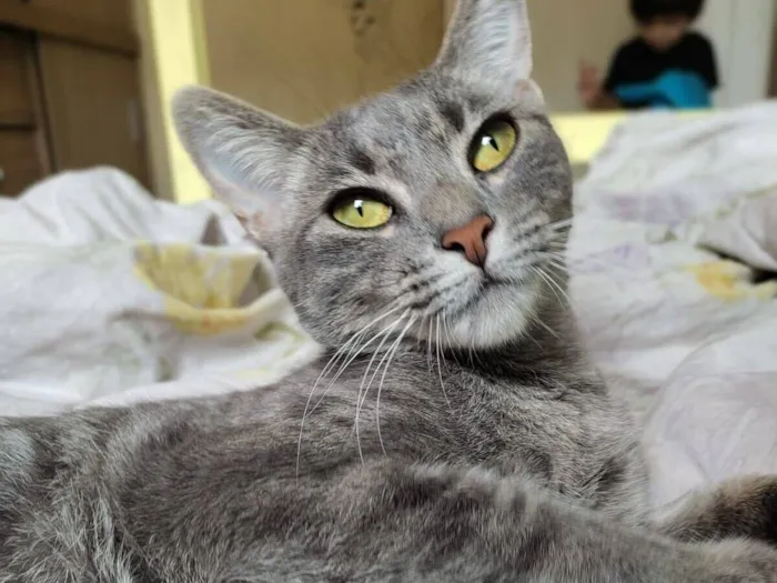Gato raça SRD-ViraLata idade 5 anos nome Panqueca