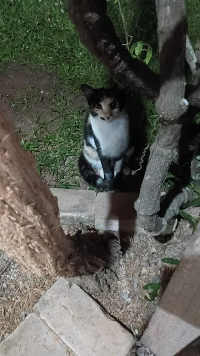 Gato raça SRD-ViraLata idade 7 a 11 meses nome Gatinha tricolor