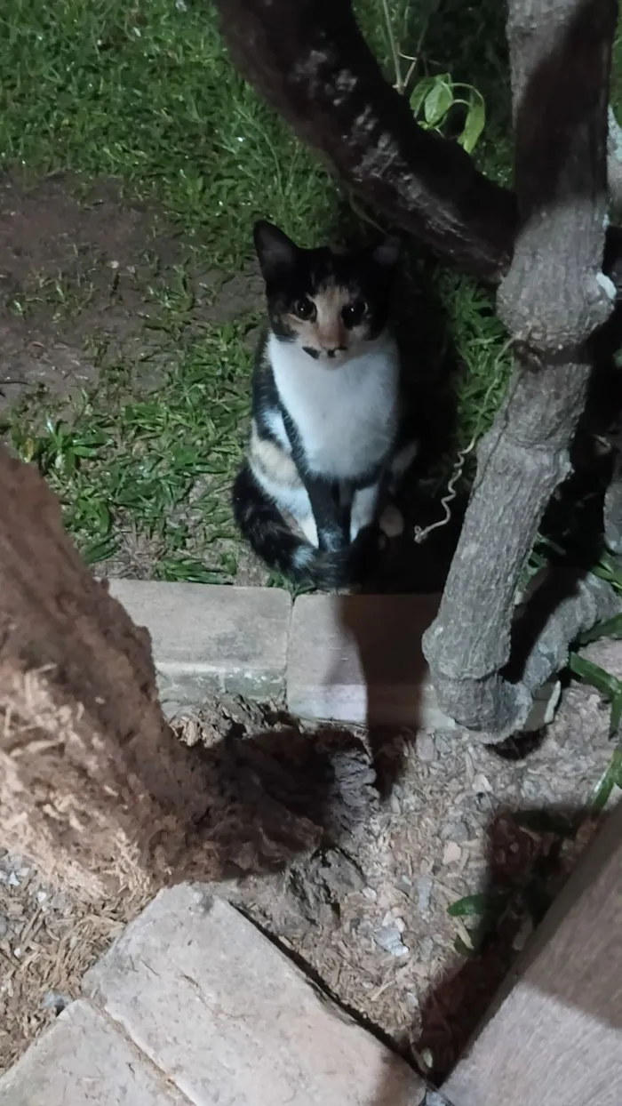 Gato raça SRD-ViraLata idade 7 a 11 meses nome Gatinha tricolor