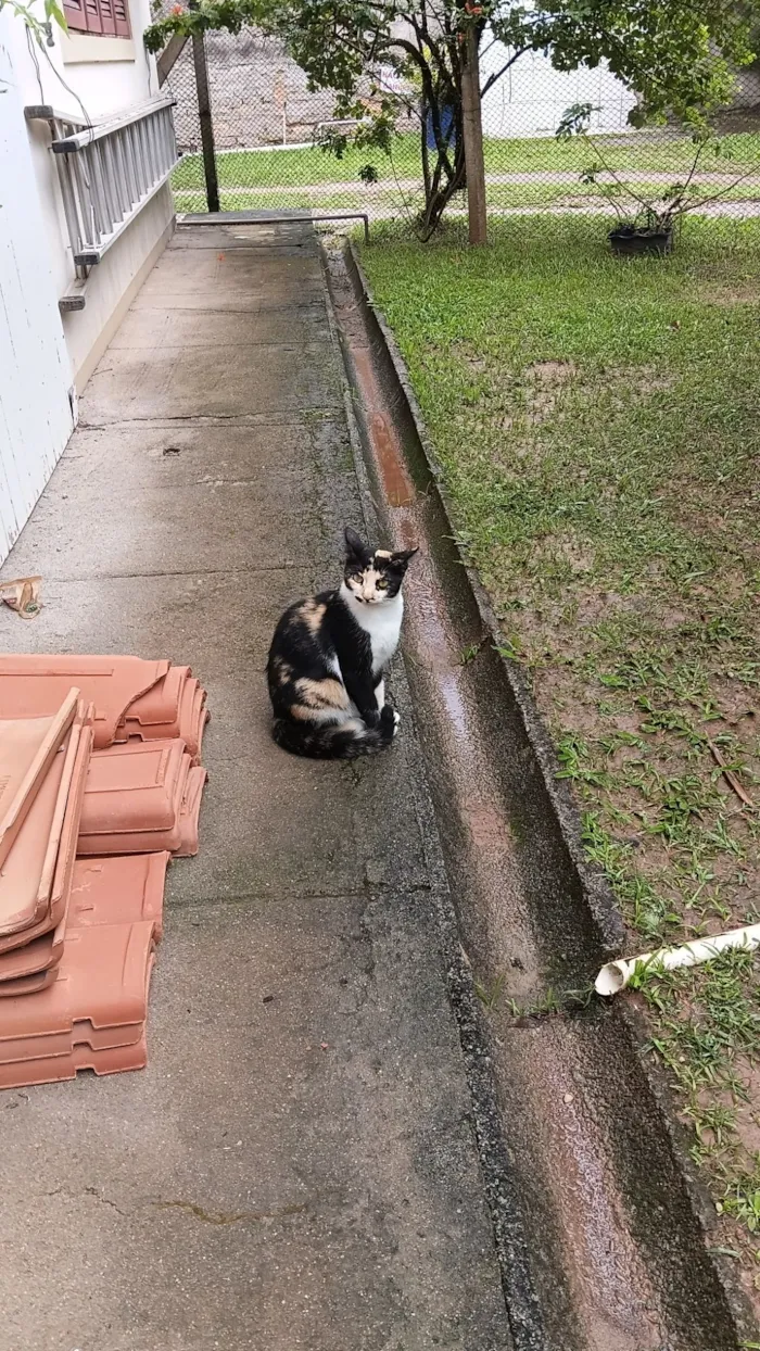 Gato raça SRD-ViraLata idade 7 a 11 meses nome Gatinha tricolor