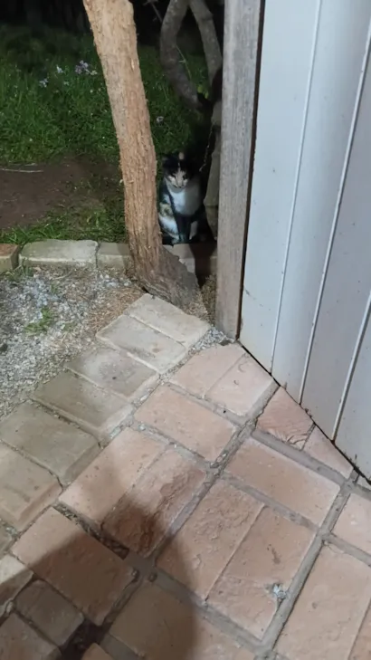 Gato raça SRD-ViraLata idade 7 a 11 meses nome Gatinha tricolor