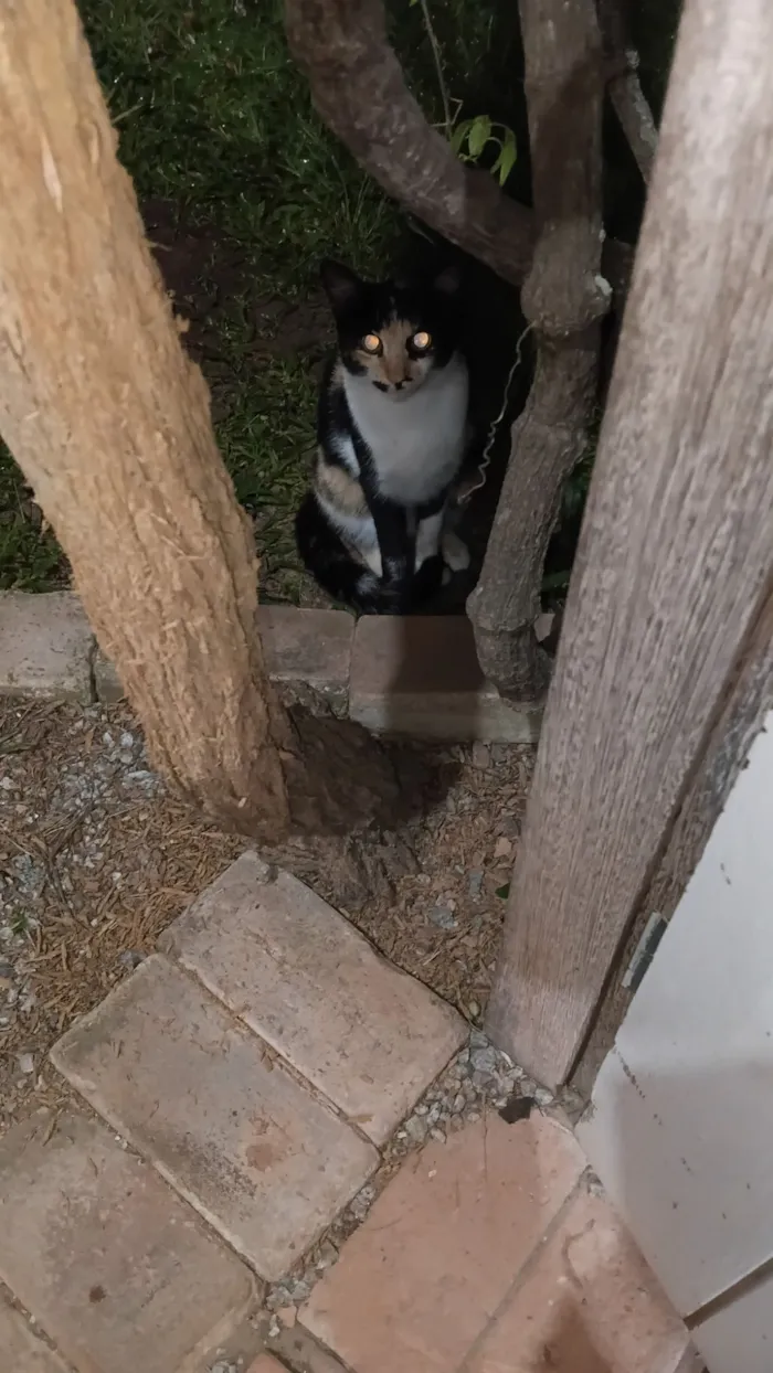 Gato raça SRD-ViraLata idade 7 a 11 meses nome Gatinha tricolor