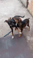 Cachorro raça SRD-ViraLata idade 7 a 11 meses nome Steve e Denny