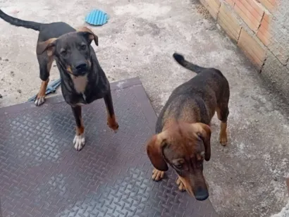 Cachorro raça SRD-ViraLata idade 7 a 11 meses nome Steve e Denny
