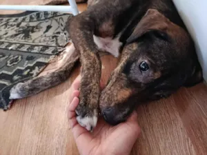 Cachorro raça SRD-ViraLata idade 1 ano nome Pingo 