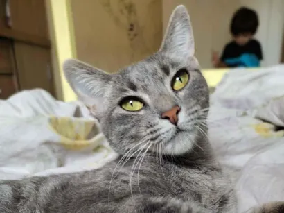 Gato raça SRD-ViraLata idade 5 anos nome Panqueca