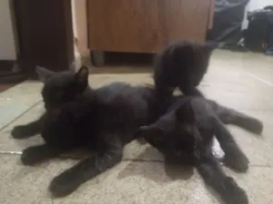 Gato raça SRD-ViraLata idade 2 a 6 meses nome Não tem nome 