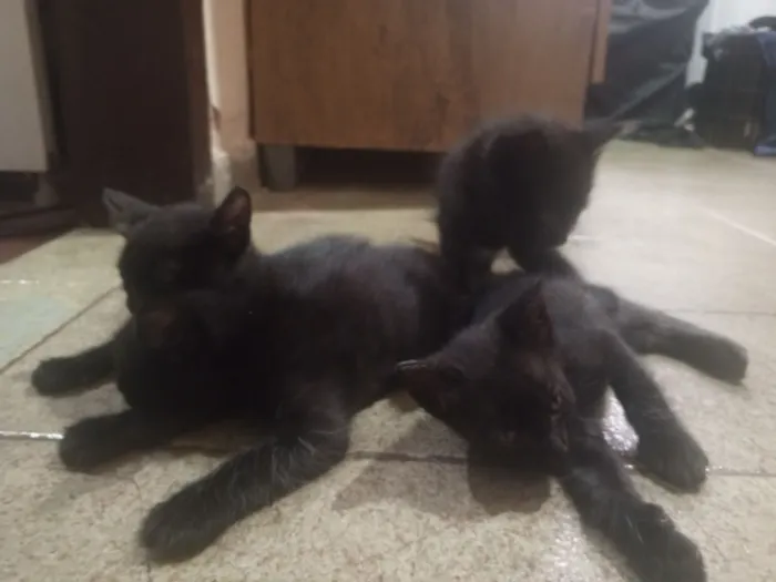 Gato raça SRD-ViraLata idade 2 a 6 meses nome Não tem nome 