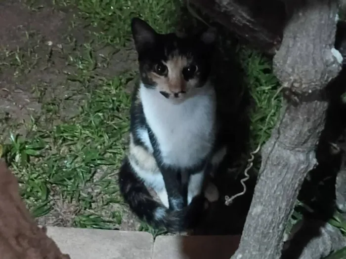 Gatinha tricolor