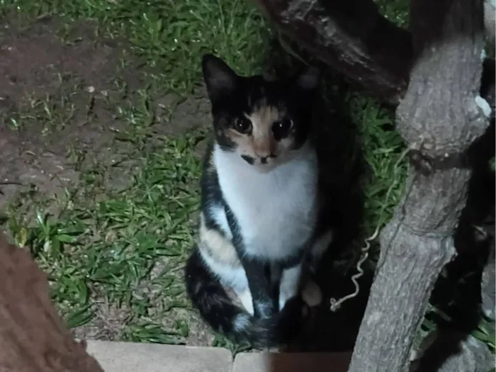 Gato raça SRD-ViraLata idade 7 a 11 meses nome Gatinha tricolor