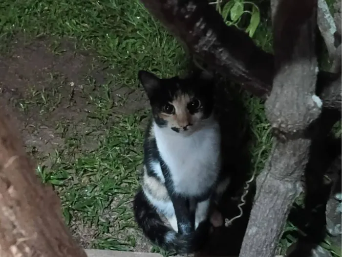 Gatinha tricolor