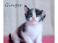 Gato raça SRD-ViraLata idade 2 a 6 meses nome Ginger, Cacau e Noel