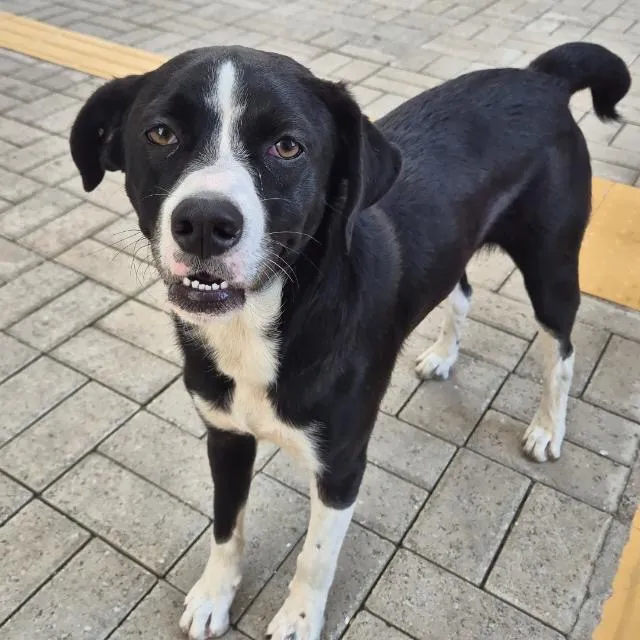 Cachorro raça SRD-ViraLata idade 1 ano nome Ozzy