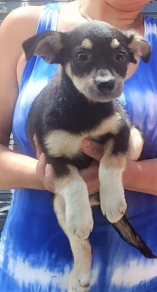 Cachorro raça SRD-ViraLata idade 2 a 6 meses nome Lalá