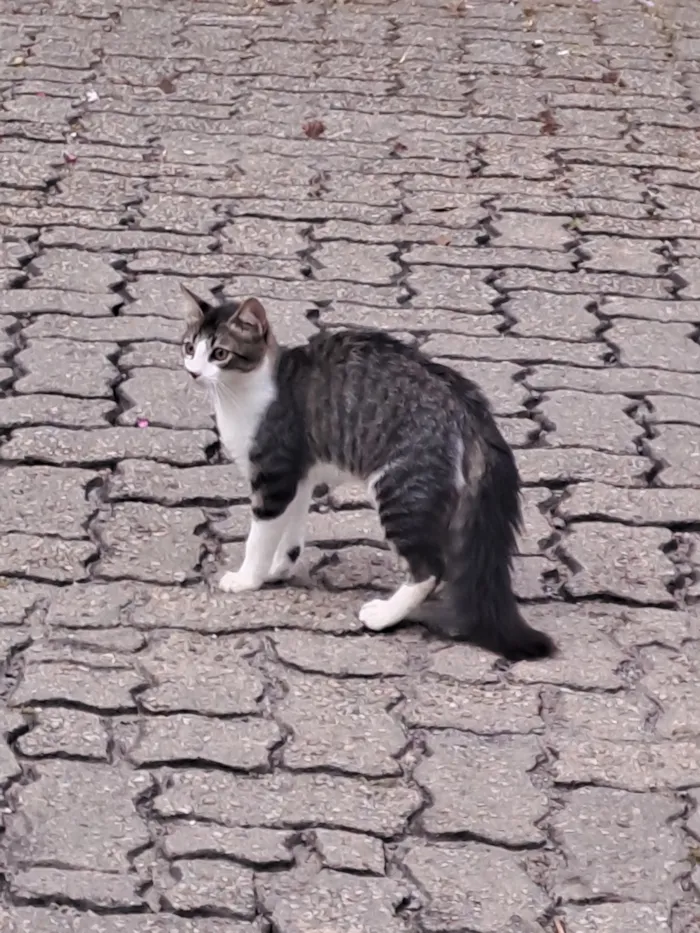 Gato raça SRD-ViraLata idade 2 a 6 meses nome Não tem 