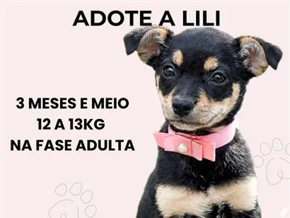 Cachorro raça SRD-ViraLata idade 2 a 6 meses nome Lili