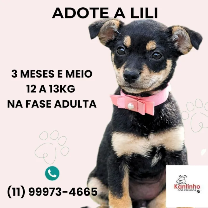 Cachorro raça SRD-ViraLata idade 2 a 6 meses nome Lili