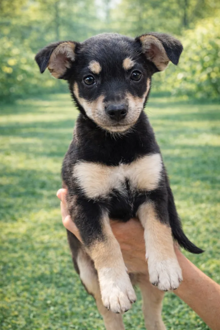 Cachorro raça SRD-ViraLata idade 2 a 6 meses nome Lili