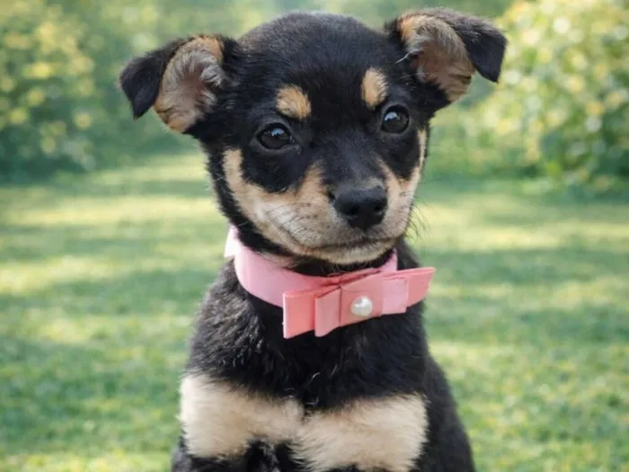 Cachorro raça SRD-ViraLata idade 2 a 6 meses nome Lili